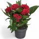 Целозія гребінчаста Червона (Celosia argentea var. cristata) 2395 фото 1