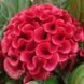 Целозія гребінчаста Червона (Celosia argentea var. cristata) 2395 фото 2