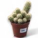 Маммилярия Элонгата (Mammillaria elongata) 2591 фото 1