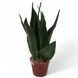 Сансевиерия Блэк Диамант (Sansevieria Black Diamond)  805 фото 1