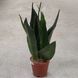 Сансевиерия Блэк Диамант (Sansevieria Black Diamond)  805 фото 2