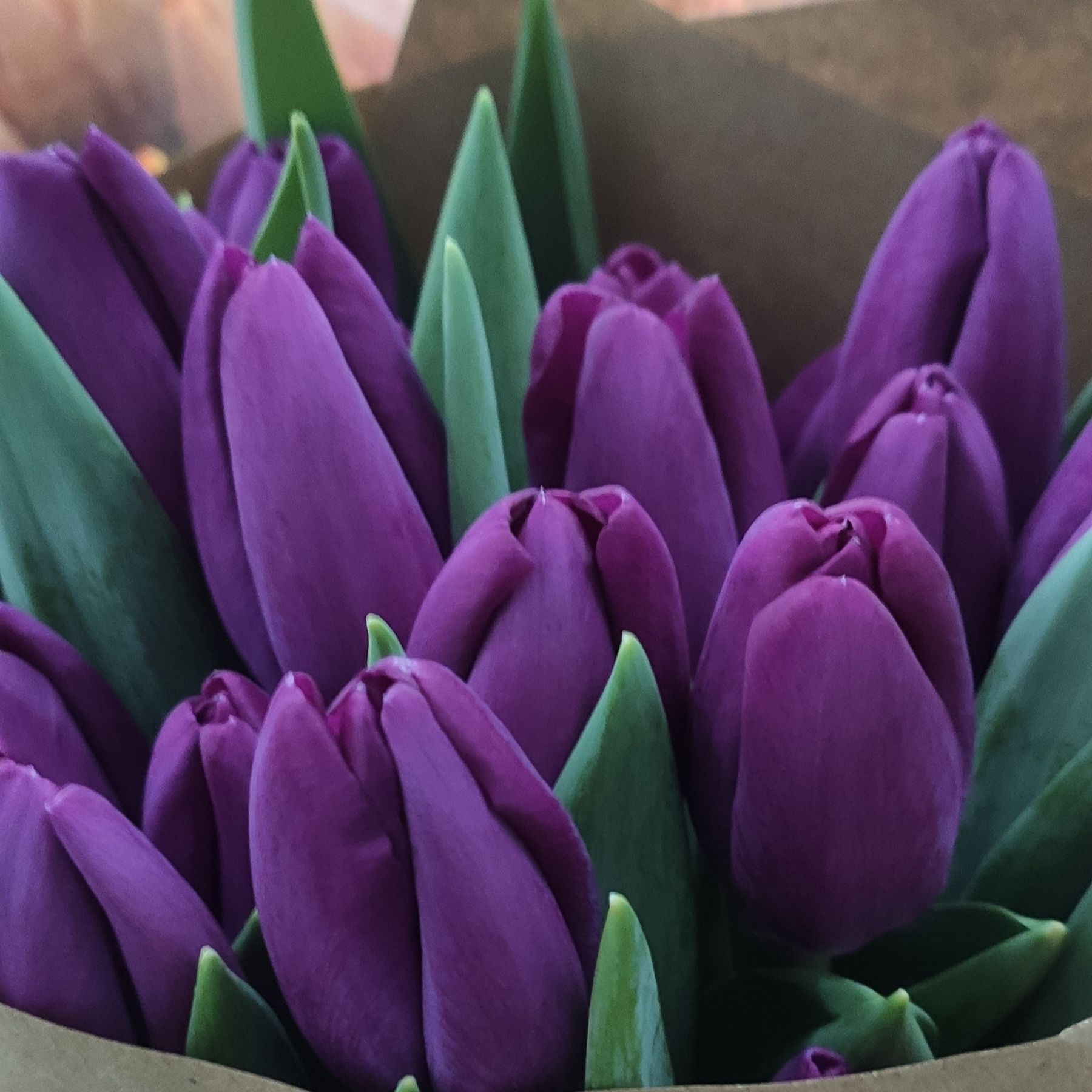 Купить 851 в интернет магазине Dflora