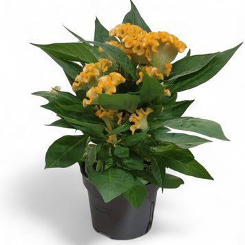Целозія гребінчаста жовта (Celosia argentea var. cristata) 2396 фото