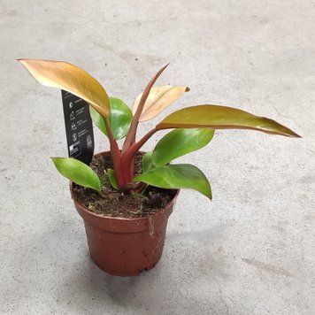 Філодендрон Марс (Philodendron &lsquo;Mars&rsquo;) д6 3054 фото