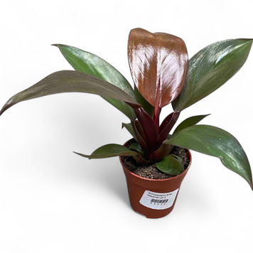Філодендрон Блек Кардінал (Philodendron 'Black Cardinal') д6 3003 фото