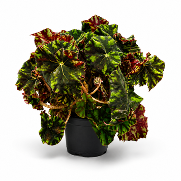 Бегонія Бауера (Begonia bowerae) д13 3310 фото