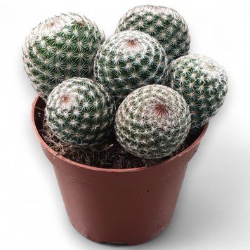 Мамміллярія Псевдопербелла (Mammillaria pseudoperbella) д9 2592 фото