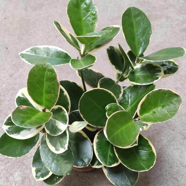 Хойя Кримсон Квін (Hoya Krimson Queen) 2154 фото