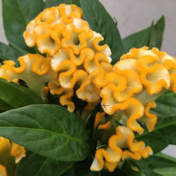 Целозія гребінчаста жовта (Celosia argentea var. cristata) 2396 фото