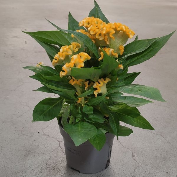 Целозія гребінчаста жовта (Celosia argentea var. cristata) 2396 фото