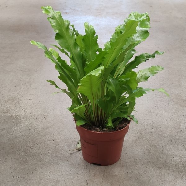 Асплениум Кампио (Asplenium &lsquo;Campio&rsquo;) 970 фото