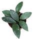 Хойя рундуменсіс 'Сплеш' (Hoya rundumensis 'Splash') 2210 фото 2