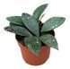 Хойя рундуменсіс 'Сплеш' (Hoya rundumensis 'Splash') 2210 фото 1