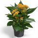 Целозія гребінчаста жовта (Celosia argentea var. cristata) 2396 фото 1