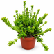 Рипсаліс мезембріантемовий (Rhipsalis mesembryanthemoides) д9 2533 фото 1