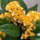 Целозія гребінчаста жовта (Celosia argentea var. cristata) 2396 фото 2