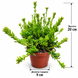 Рипсаліс мезембріантемовий (Rhipsalis mesembryanthemoides) д9 2533 фото 2