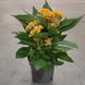Целозія гребінчаста жовта (Celosia argentea var. cristata) 2396 фото 3