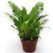 Асплениум Кампио (Asplenium &lsquo;Campio&rsquo;) 970 фото 4