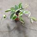 Хойя Кримсон Квін (Hoya Krimson Queen) 2154 фото 3