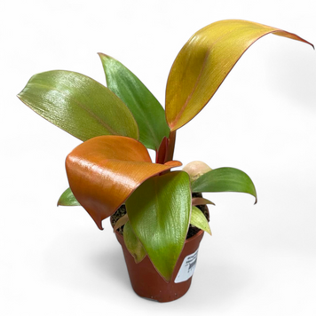 Філодендрон Макколлі Фінал (Philodendron McColley Final) д6 3004 фото