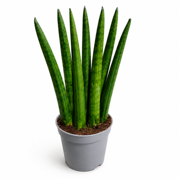 Сансев&rsquo;єрія Циліндр Спагетті (Sansevieria cylindrica &lsquo;Spaghetti&rsquo;) д6 270 фото