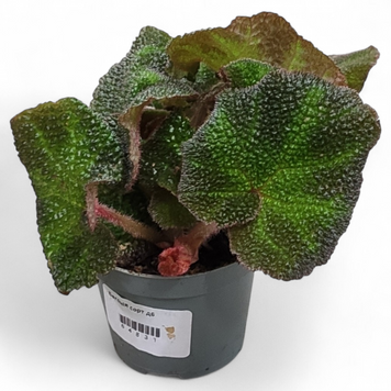 Бегония Соли-Мутата (Begonia soli-mutata) д6 2898 фото