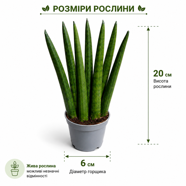 Сансев&rsquo;єрія Циліндр Спагетті (Sansevieria cylindrica &lsquo;Spaghetti&rsquo;) д6 270 фото