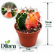 Гімнокаліціум Міхановича Варієгата (Gymnocalycium mihanovichii Variegata) д9 3477 фото 2