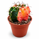 Гімнокаліціум Міхановича Варієгата (Gymnocalycium mihanovichii Variegata) д9 3477 фото 1