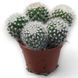 Мамміллярія Неяпенсіс (Mammillaria neapensis) д9 2594 фото 1