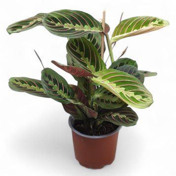 Маранта триколор (Maranta leuconeura)д7 2854 фото