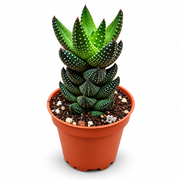 Хавортія Етсі (Haworthia &lsquo;Etsi&rsquo;) д5.5  3478 фото