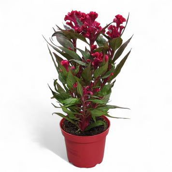 Целозія гребінчаста (Celosia argentea var. cristata) 1550 фото