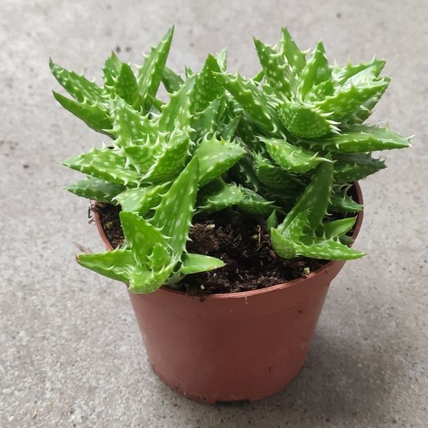 Алое Ювена (Aloe juvenna) д9 2518 фото