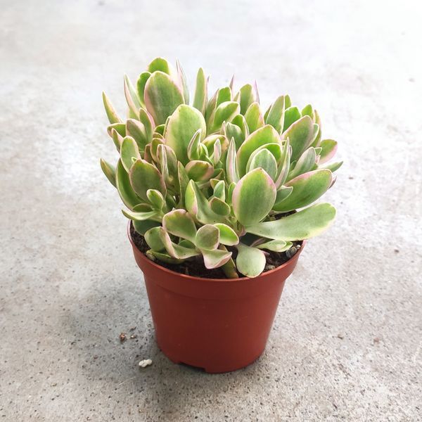 Крассула &laquo;Мені Мейкер&raquo; (Crassula 'Money Maker') д9 2264 фото