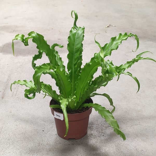 Аспленіум Осака (Asplenium Osaka)&nbsp; 958 фото