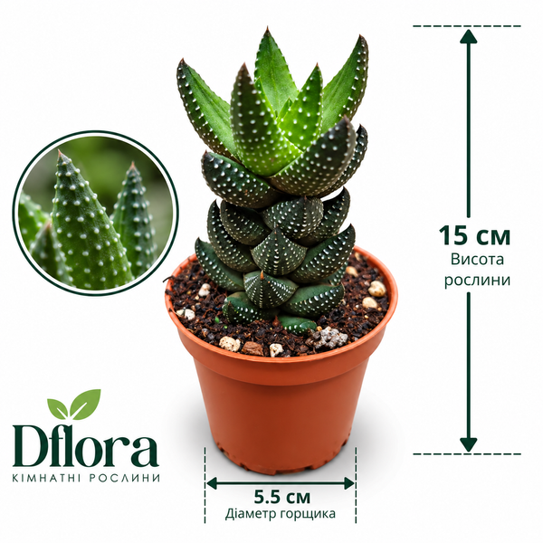 Хавортія Етсі (Haworthia &lsquo;Etsi&rsquo;) д5.5  3478 фото