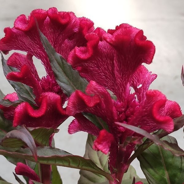 Целозія гребінчаста (Celosia argentea var. cristata) 1550 фото