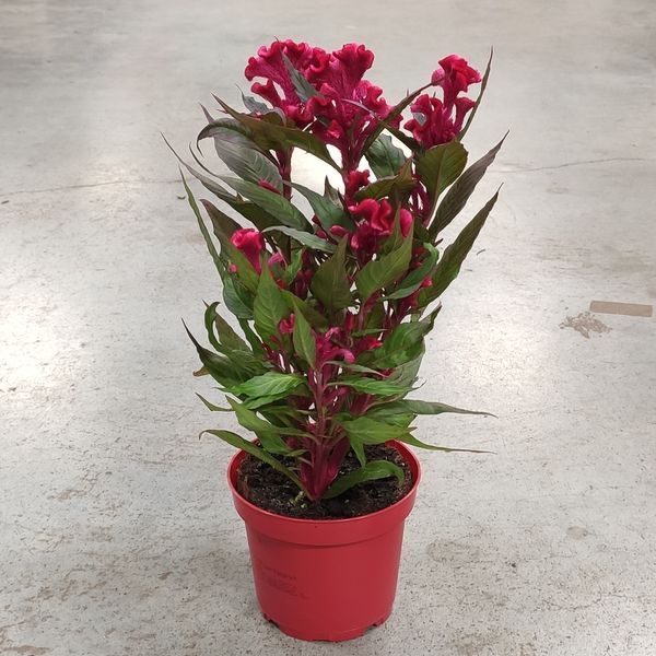 Целозія гребінчаста (Celosia argentea var. cristata) 1550 фото