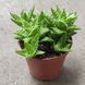 Алое Ювена (Aloe juvenna) д9 2518 фото 2