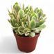 Крассула &laquo;Мені Мейкер&raquo; (Crassula 'Money Maker') д9 2264 фото 1