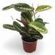 Маранта триколор (Maranta leuconeura)д7 2854 фото 1