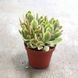 Крассула &laquo;Мені Мейкер&raquo; (Crassula 'Money Maker') д9 2264 фото 2