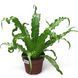 Аспленіум Осака (Asplenium Osaka)&nbsp; 958 фото 1