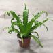 Аспленіум Осака (Asplenium Osaka)&nbsp; 958 фото 3