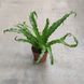 Аспленіум Осака (Asplenium Osaka)&nbsp; 958 фото 2