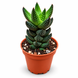 Хавортія Етсі (Haworthia &lsquo;Etsi&rsquo;) д5.5  3478 фото 1