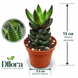Хавортія Етсі (Haworthia &lsquo;Etsi&rsquo;) д5.5  3478 фото 2