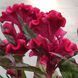 Целозія гребінчаста (Celosia argentea var. cristata) 1550 фото 4
